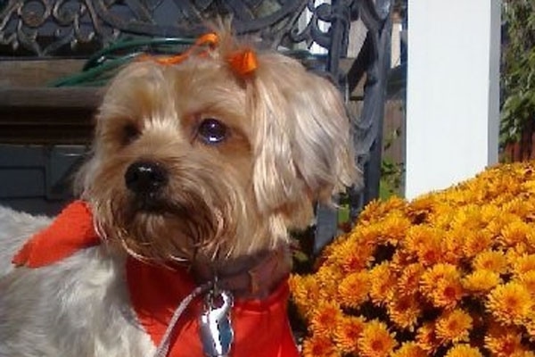 A tan Snorkie dog is wearing an orange ribbon in its top knot and also a red bandana. There are orange flowers next to it